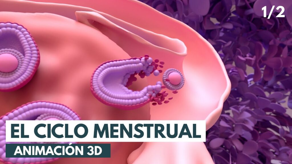 dibujo del ciclo menstrual